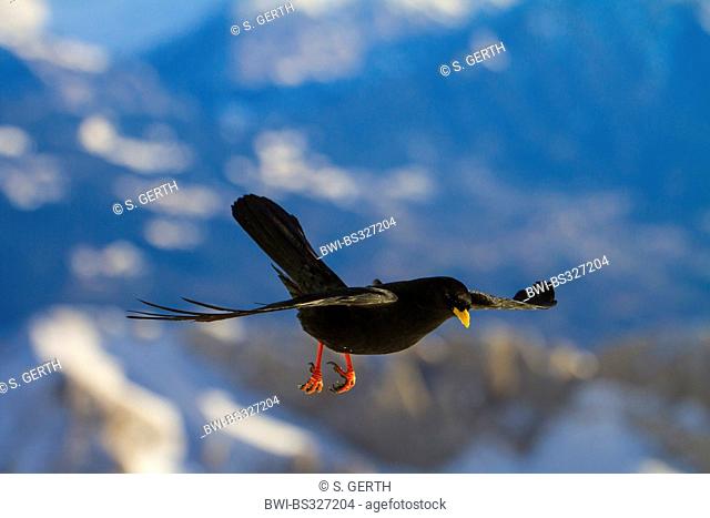 alpine chough (Pyrrhocorax graculus), in flight , Switzerland, Alpstein, Saentis