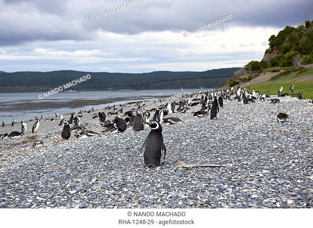 A magellanic penguin colony at the beach on Martillo Island, Tierra del Fuego, Argentina, South America