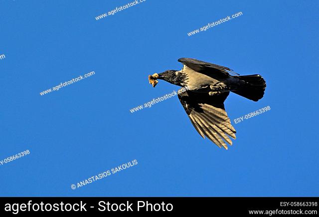 Hooded Crow (Corvus cornix), Greece