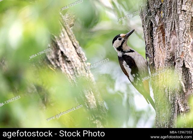 A great spotted woodpecker on the tree