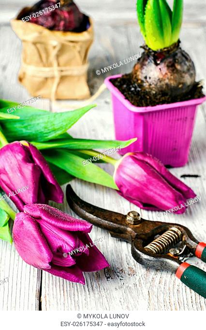 Seedling bulbs of hyacinth and tulips on a light background