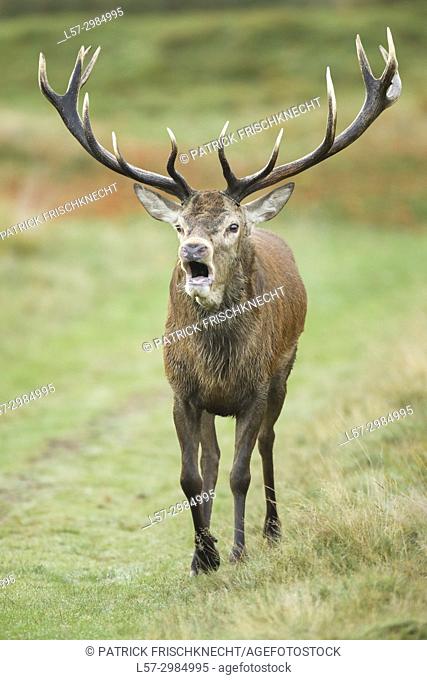 Red deer stag , Richmond park, London, England