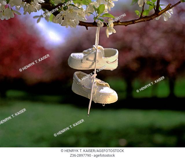 little child's shoes hanging on tree