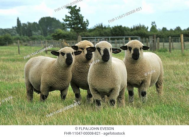 Domestic Sheep, Hampshire Down shearling rams, four standing in pasture, England