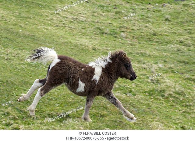 Horse, Shetland Pony, foal, running in pasture, Shetland Islands, Scotland, June