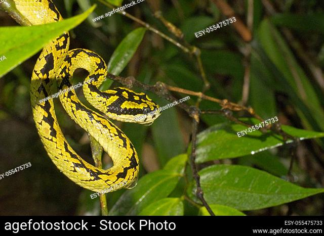 Sri Lankan Green Pit Viper, Trimeresurus trigonocephalus, Sinharaja National Park Rain Forest, Sinharaja Forest Reserve, World Heritage Site, UNESCO