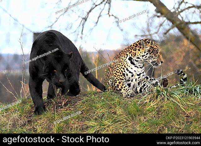 New male jaguar named Akabu (right) in zoo in Zlin, Czech Republic, December 19, 2023. Pictured right female jaguar Yuna. (CTK Photo/Dalibor Gluck)