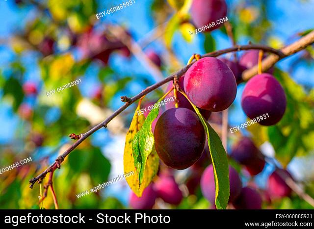 Ripe plums on the tree at sunny day over blue sky background