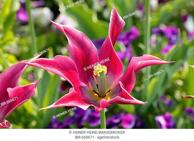 Lily flowering tulips, stamen and ovary