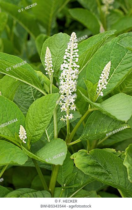 Pokeweed, Indian poke, Red-ink Plant, Indian Pokeweed (Phytolacca esculenta, Phytolacca acinosa), blooming