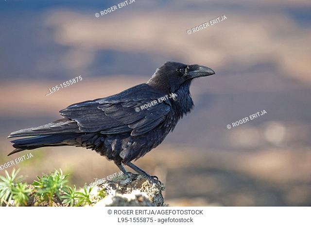 Raven Corvus corax in top of Montaña Blanca volcano, Lanzarote, Canary Islands, Spain