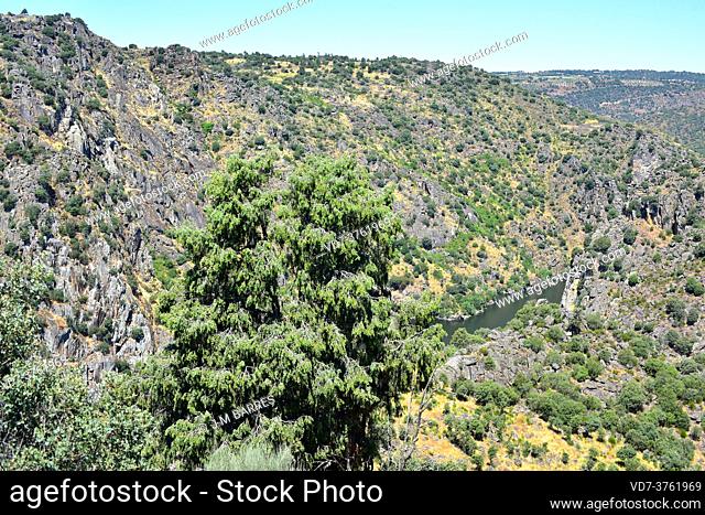 Cade juniper or prickly juniper (Juniperus oxycedrus) is an evergreen coniferous shrub native to Mediterranean region. This photo was taken in Arribes del Duero...