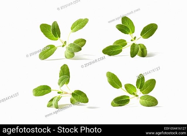 Botanical square pattern from green leaves branches of salvia plants on a light grey background with copy space