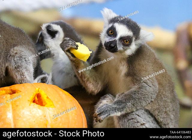RUSSIA, NOVOSIBIRSK - OCTOBER 29, 2023: Lemures eat a pumpkin at Novosibirsk Zoo. Kirill Kukhmar/TASS