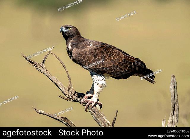 Martial eagle looks up from dead tree