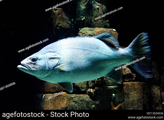 Wreckfish or bass groper (Polyprion americanus) is a cosmopolitan marine fish
