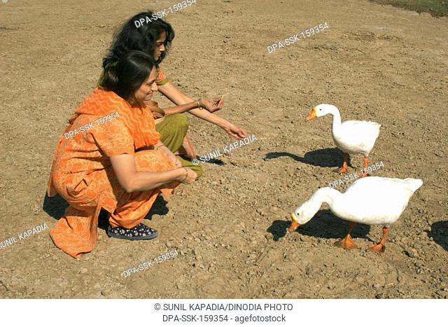 Gujarati ladies trying to feed white swans called ducks at bank of lake at Dhom Dam ; Wai ; Maharashtra ; India