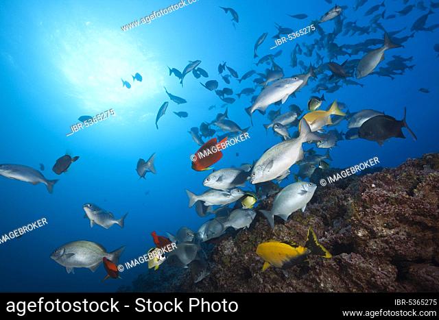 Shoal of bluegill at cleaning station, Kyphosus analogus, San Benedicto, Revillagigedo Islands, Mexico, Central America