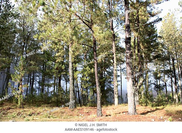 Hispaniolan pine (Pinus occidentalis) forest. Parc National La Visite, Haiti, 3-6-13