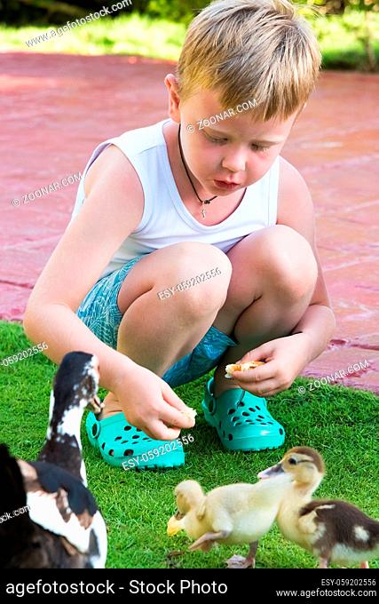 boy child feeds little ducklings with mom duck