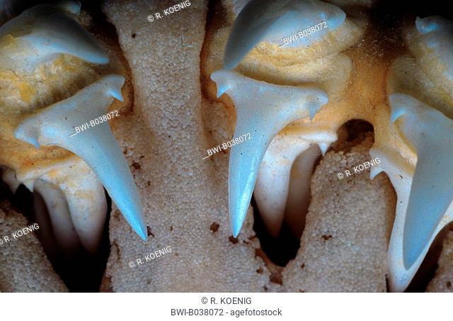 porbeagle, mackerel shark (Lamna nasus), detail of teeth