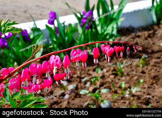 The flower of the Dicenter is magnificent or the flower of the Broken Heart (Lat. Lamprocapnos spectabilis, formerly Dicentra spectabilis) on a spring morning