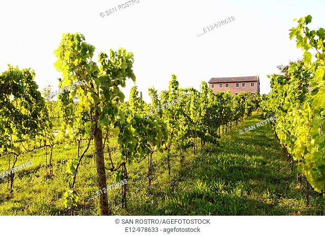 Italy, Venice, Orto : First Wine made In Venice, Sant Erasmo Island  Harvest in malvasia vineyards