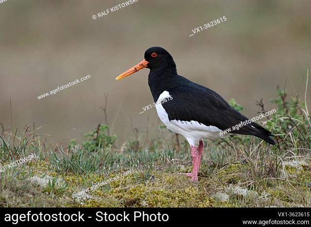 Oystercatcher / Austernfischer ( Haematopus ostralegus ), standing on top of a little hill, nice and detailed side view, wildlife, Europe