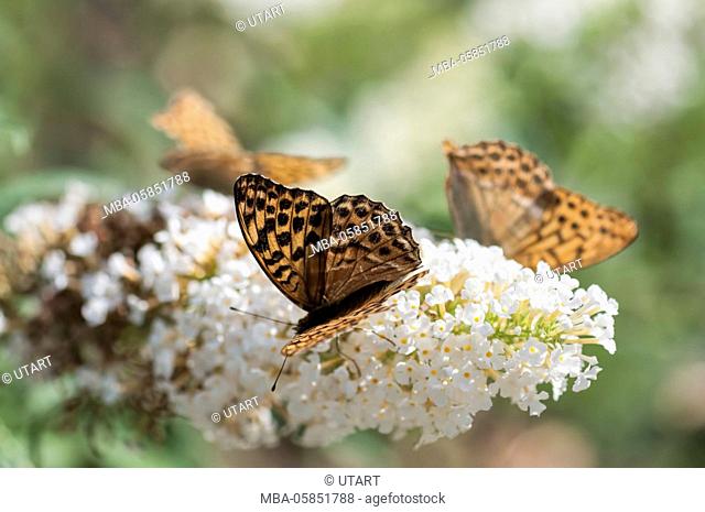 Brown butterflies on white summer lilac in the back light, green diffuse background, close-up