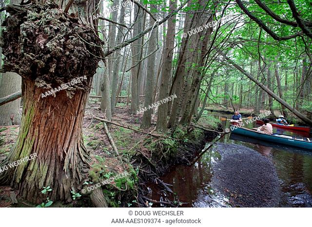 Atlantic White Cedar swamp; Chamaecyparis thyoides; NJ, Pine Barrens, Wharton State Forest, Oswego River