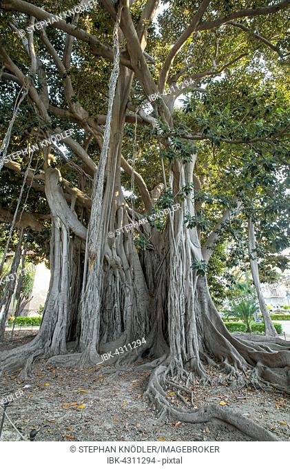 Moreton Bay fig or Australian banyan (Ficus macrophylla), Piazza Marina, Kalsa, Palermo, Sicily, Italy