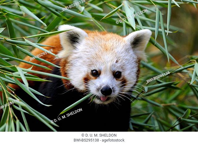 lesser panda, red panda (Ailurus fulgens), feeding bamboo