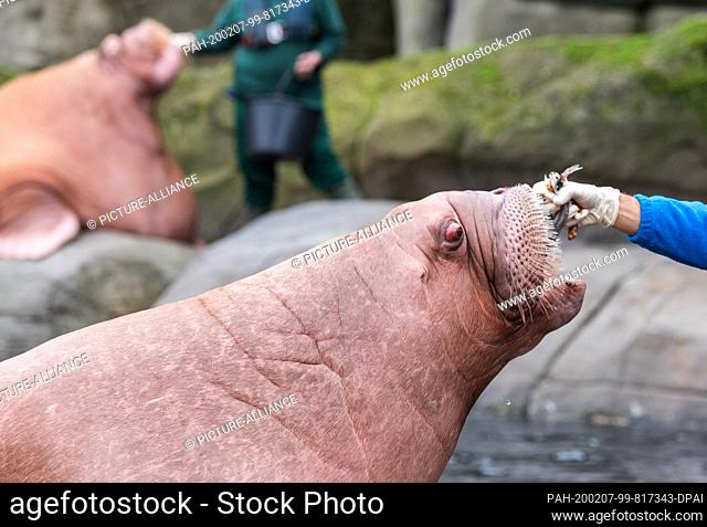 07 February 2020, Hamburg: A walrus from Spain is fed with fish in Hagenbeck's zoo. Three animals from a zoo in Valencia are to be covered by Europe's only...