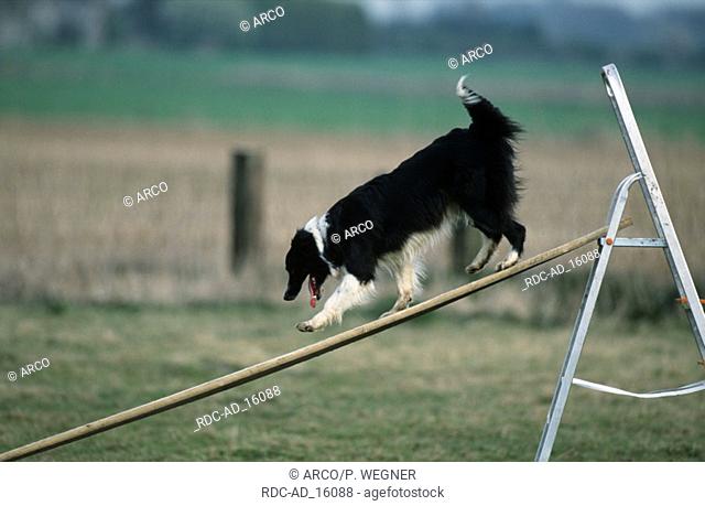 Border Collie walking down makeshift ramp training for rescue dogs