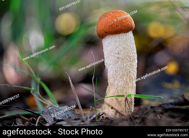 a small mushroom with a brown hat, orange bolete stands in the forest in autumn and looks as if it was made of felt