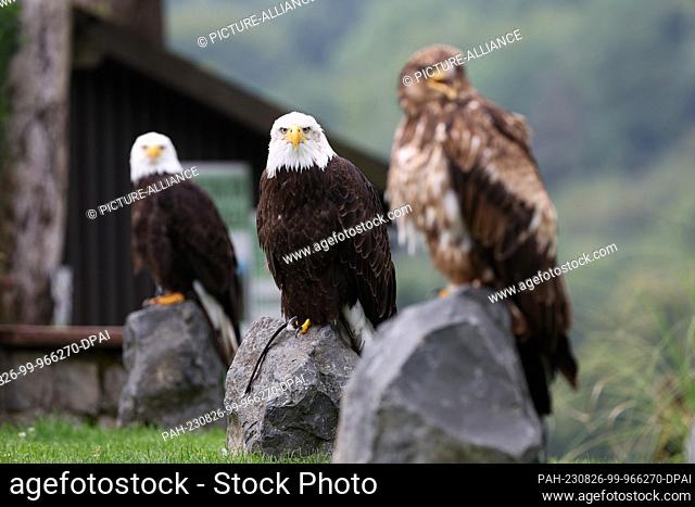 16 de agosto de 2023, Renania del Norte-Westfalia, Detmold: Vista de las águilas calvas "Donald" (l-r), "Ivanka" y "Joe" en los terrenos del Berlebeck...