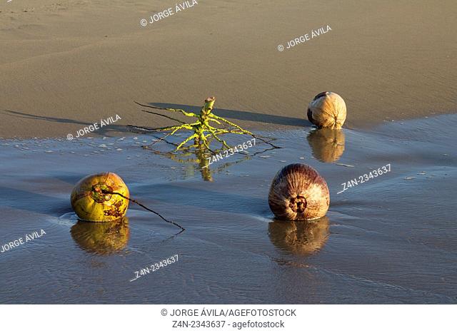 Coconuts and root on beach, Pacific Ocean, Mexico