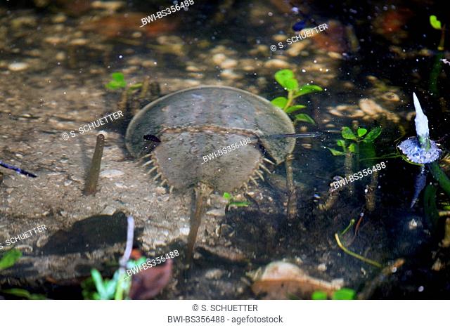 Horseshoe crabs (Limulus polyphemus), in shallow water, USA, Florida, J.N. Ding Darling National Wildlife Refuge, Fort Meyers