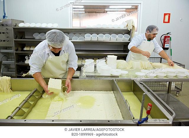Making cheese from sheep's milk Latxa  Designation of origin 'Idiazabal'  Cheese factory  Gomiztegi Baserria, Arantzazu, Oñati, Gipuzkoa, Basque Country, Spain