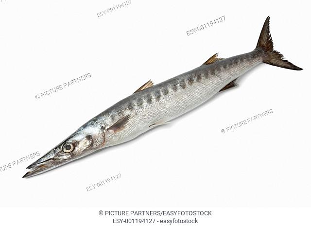Whole single fresh Barracuda fish on white background