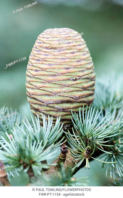 Blue atlas cedar, Cedrus atlantica Glauca Group, A cone hanging on a branch showing the rosettes of needles----