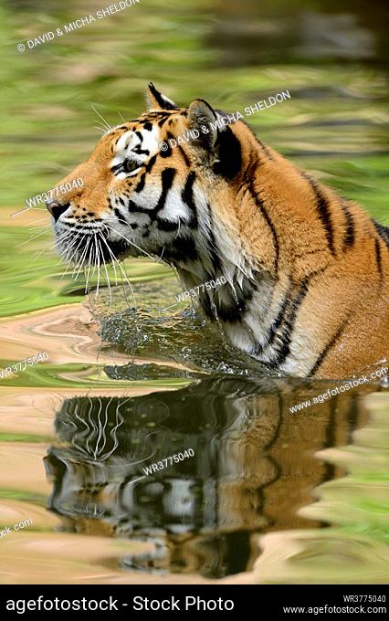 Siberian tiger in water, Bavaria, Germany