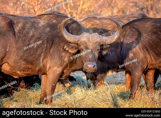 African buffalo starring at the camera in the Welgevonden game reserve, South Africa