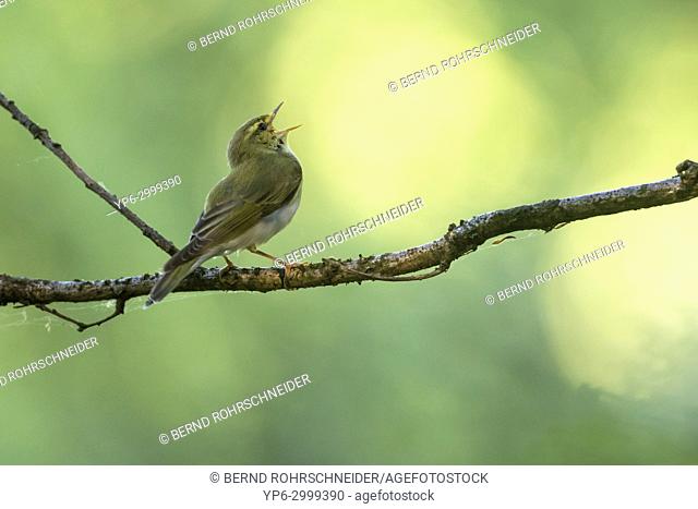 Wood warbler (Phylloscopus sibilatrix), singing on branch in forest, near Trier, Rhineland-Palatinate, Germany