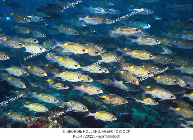 Yellowspot emperor Gnathodentex aurolineatus schooling on coral reef  Maldives