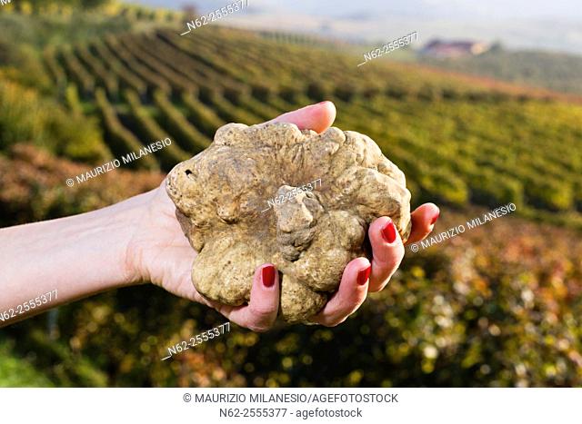 White truffles from Piedmont, Italy, in the hands of a woman in the background a landscape of hills with vineyards of Langhe