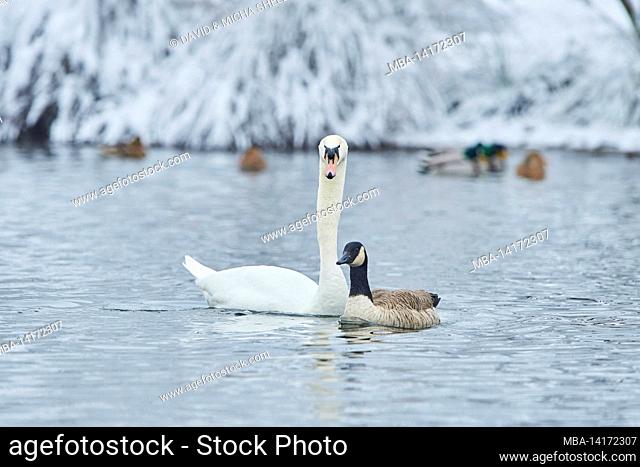 mute swan (cygnus olor), canada goose (branta canadensis), swimming, bavaria, germany