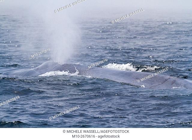 Blue Whales at the surface