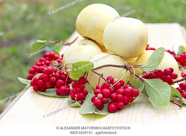 Schisandra and white apples. Still life with clusters of ripe schizandra and white apples