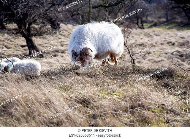 Drenthe heath sheep at the end of winter in the Amsterdamse Waterleidingduinen, in the Netherlands